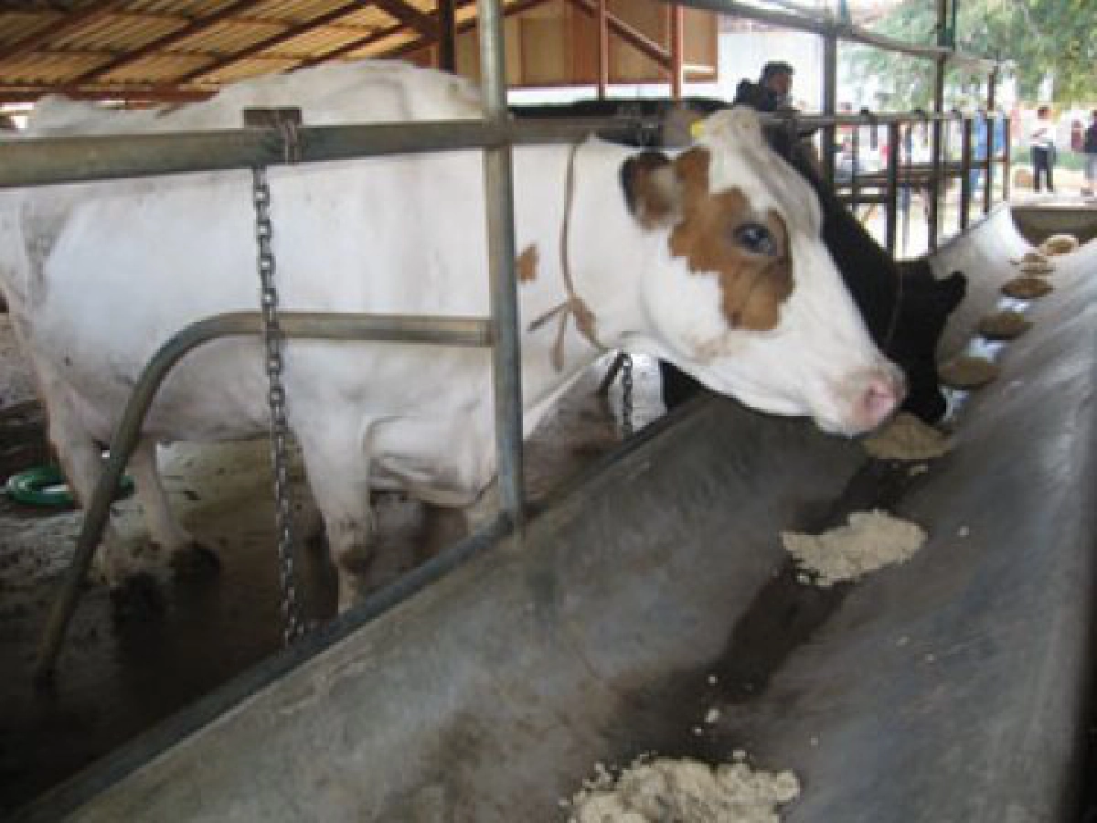 โคนมต้นทุนต่ "ธนาฟาร์ม"ฟาร์มต้นแบบเกษตรกรเลี้ยงโค