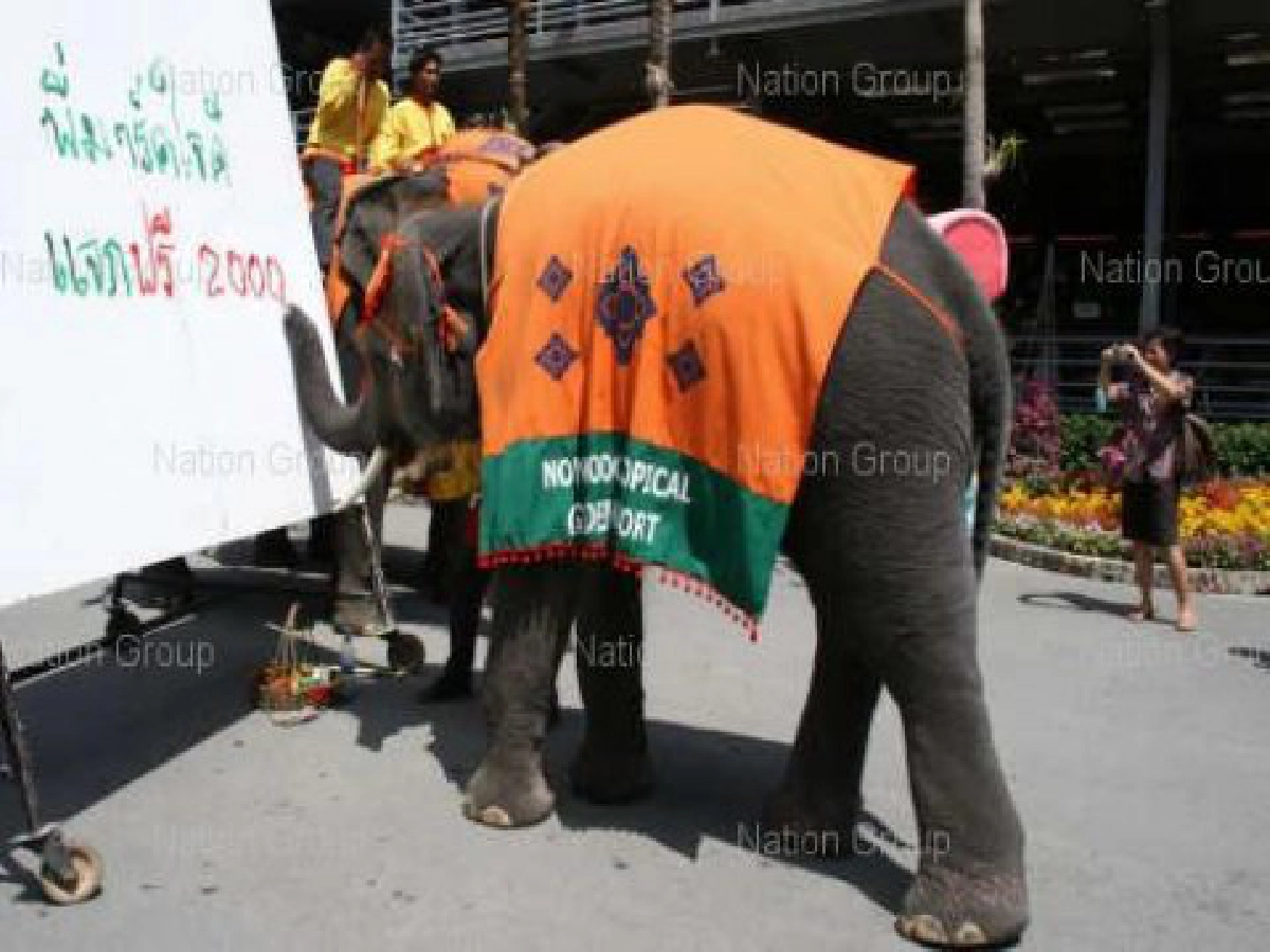 2พลายสะบัดปลายงวงเขียนพี่มาร์คใจดีแจกฟรี2,000โชว์นักท่องเที่ยว