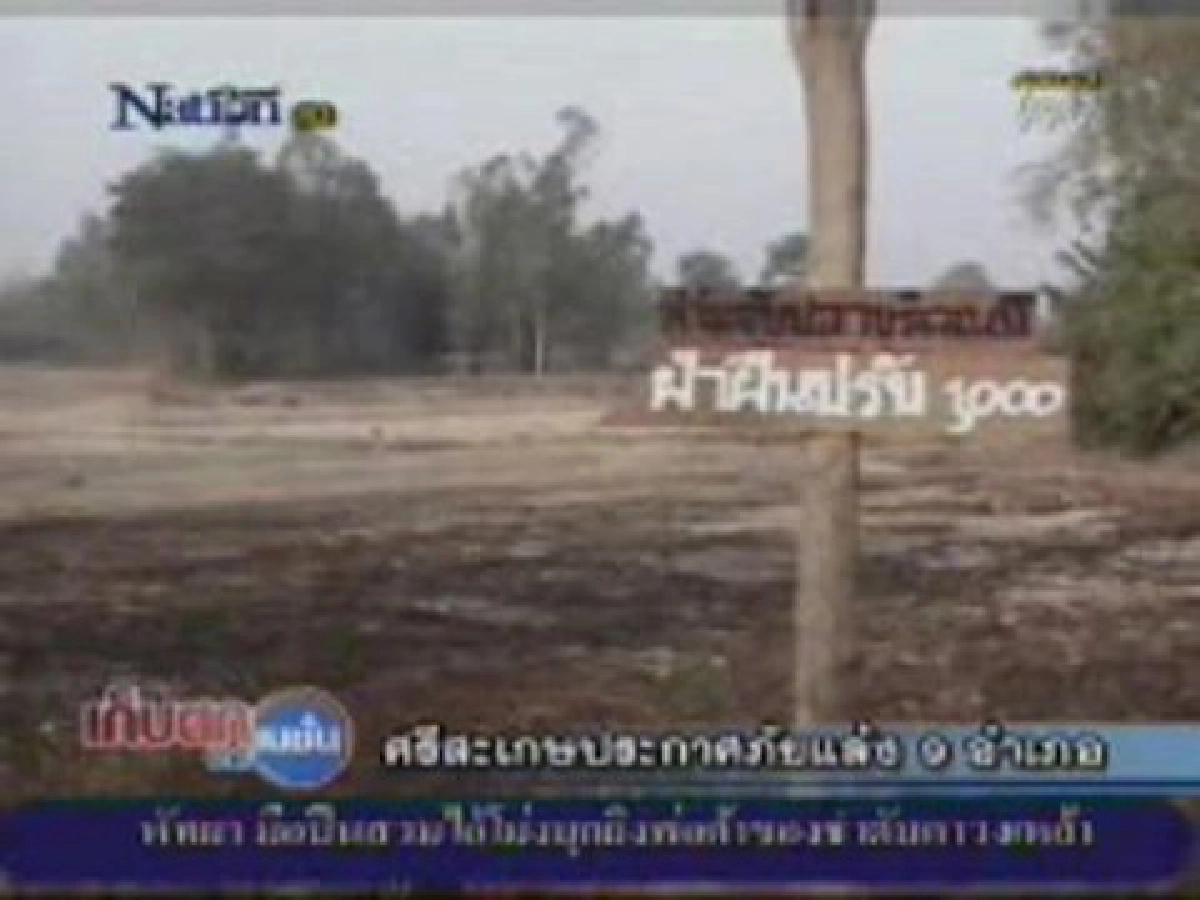 ไร่แตงโมศรีสะเกษขาดน้ำชาวบ้านปล่อยให้วัวลงกินแทน ไร่แตงโมศรีสะเกษขาดน้ำชาวบ้านปล่อยให้วัวลงกินแทน