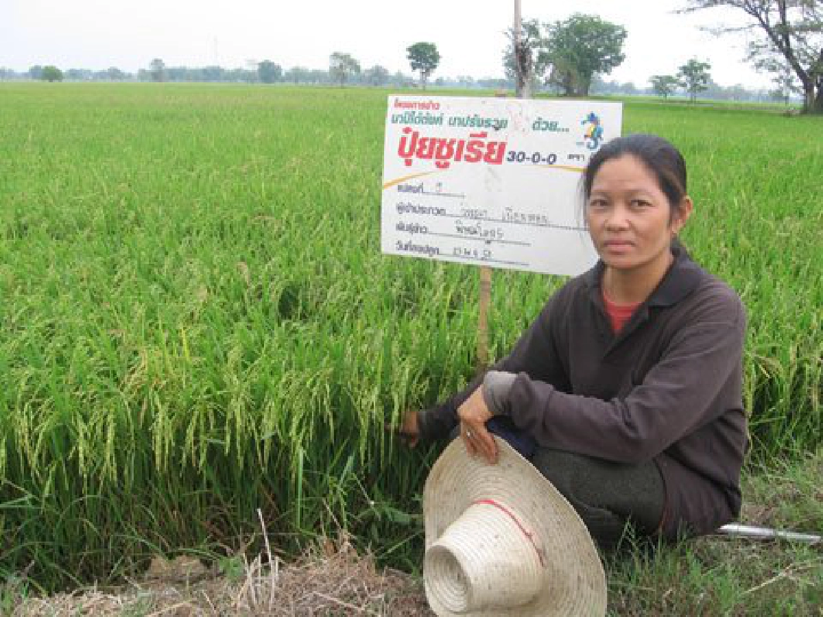 ใช้"ฮอร์โมน"เพิ่มผลผลิตข้าว
ทางรอดชาวนา"กงไกรลาศ"
ใช้"ฮอร์โมน"เพิ่มผลผลิตข้าว
ทางรอดชาวนา"กงไกรลาศ"