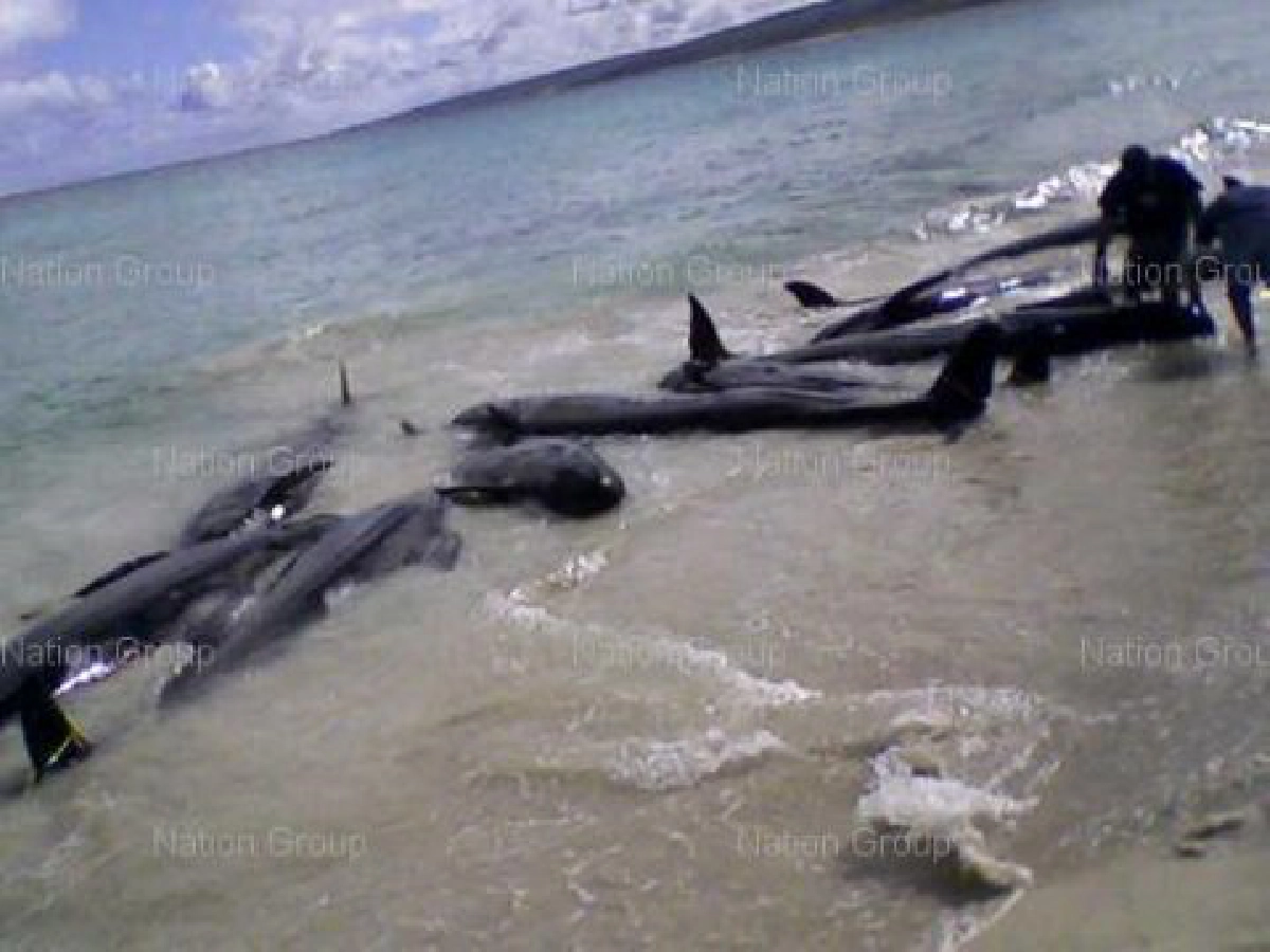 โลมา - วาฬ ตายเกลื่อนหาดออสเตรเลีย โลมา - วาฬ ตายเกลื่อนหาดออสเตรเลีย