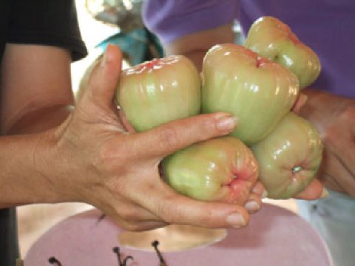 อำลาดงกล้วยหอมสู่บ้านหนองโสน 
เข้าสวนชมพู่เพชรแบบฉบับชาวบ้าน