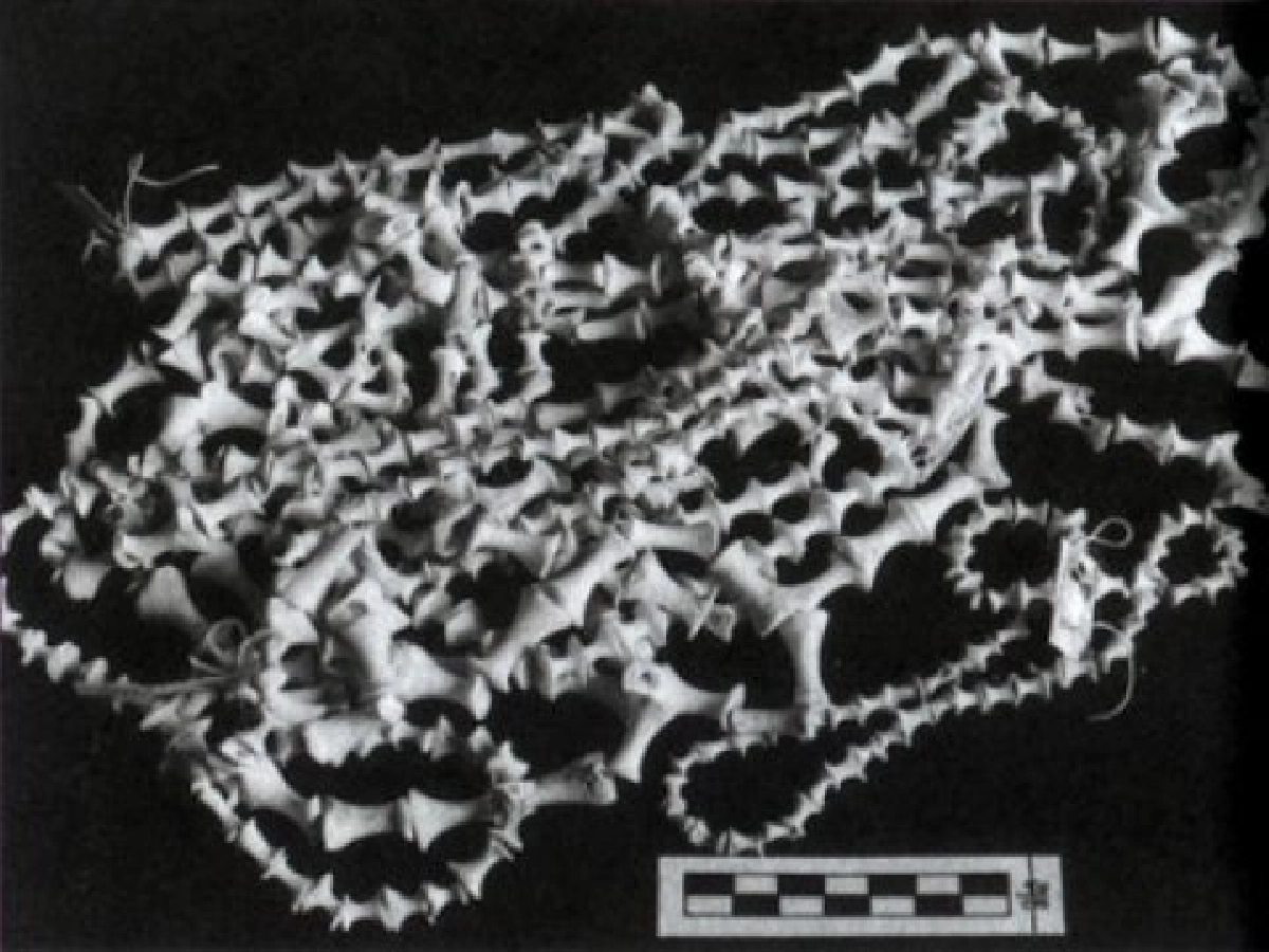 ชุมชน"โคกพนมดี"
คนก่อนประวัติศาสตร์ที่ อ.พนัสนิคม

