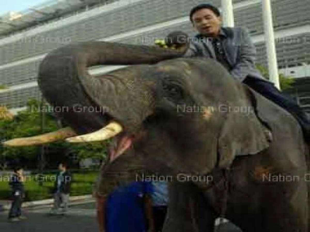 ควาญฯวอนนำช้างเร่ร่อนเข้าอยู่ในระบบ ควาญฯวอนนำช้างเร่ร่อนเข้าอยู่ในระบบ