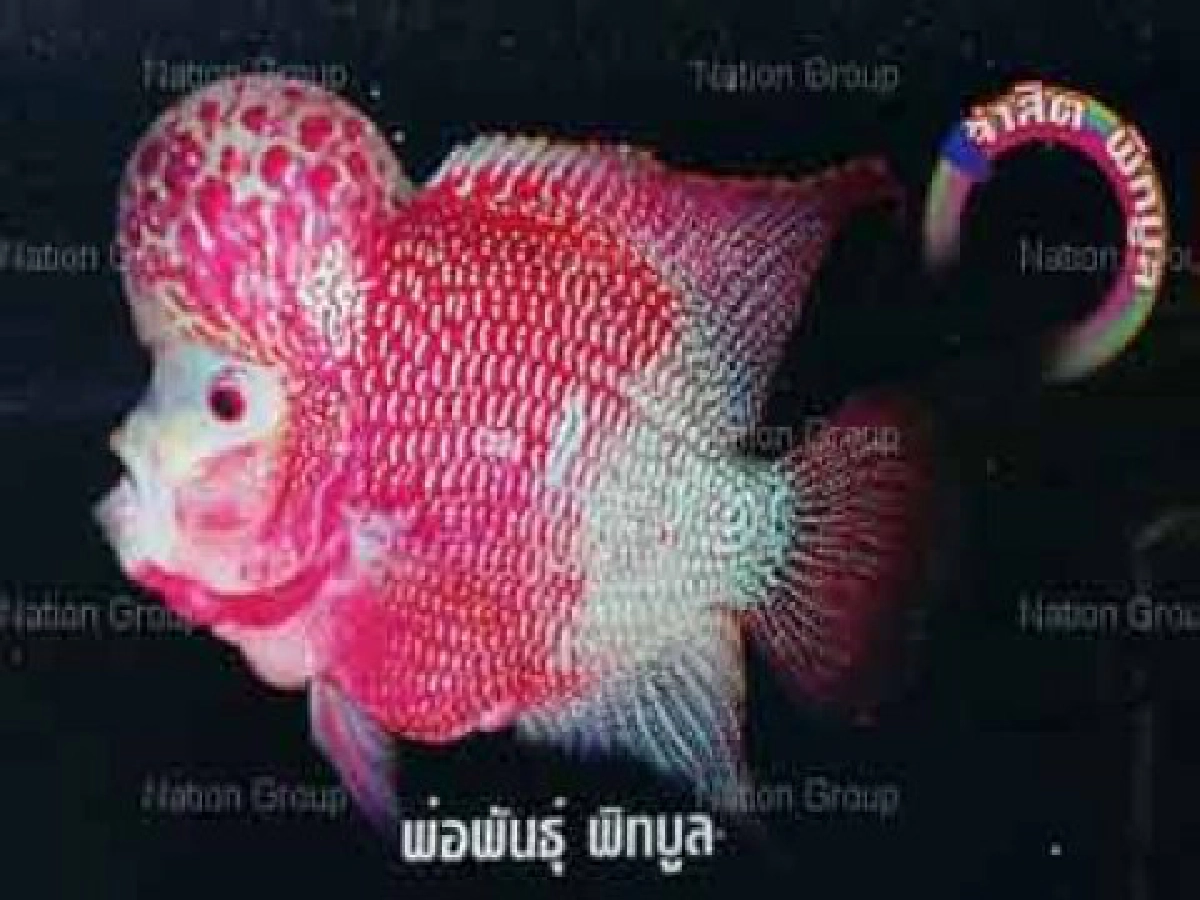 สบายๆสไตล์สีกากี:ดาบตำรวจ..ชีวิตเงินล้านกับ"พิทบูล"ปลาหมอสี!