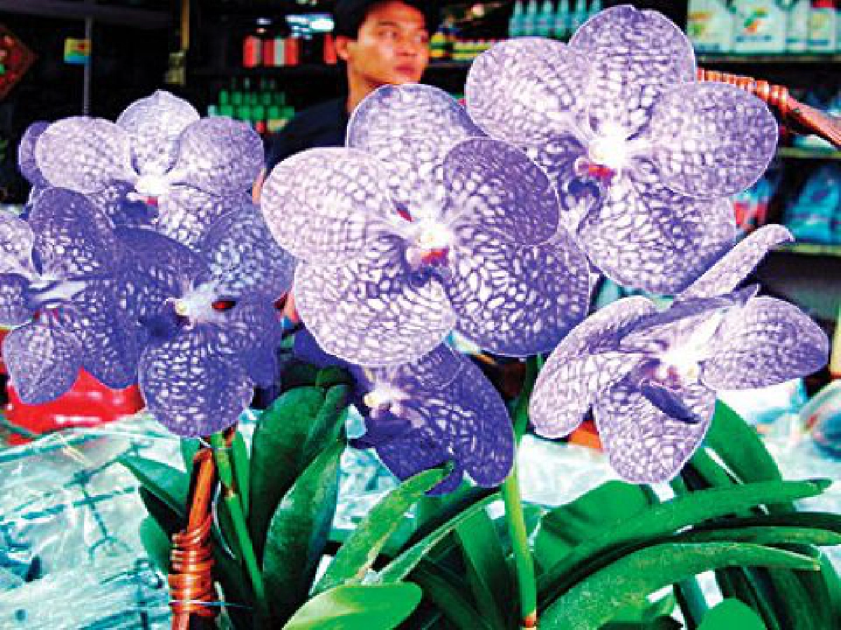 ประวัติชีวิตกับกล้วยไม้ของฉัน (2)

