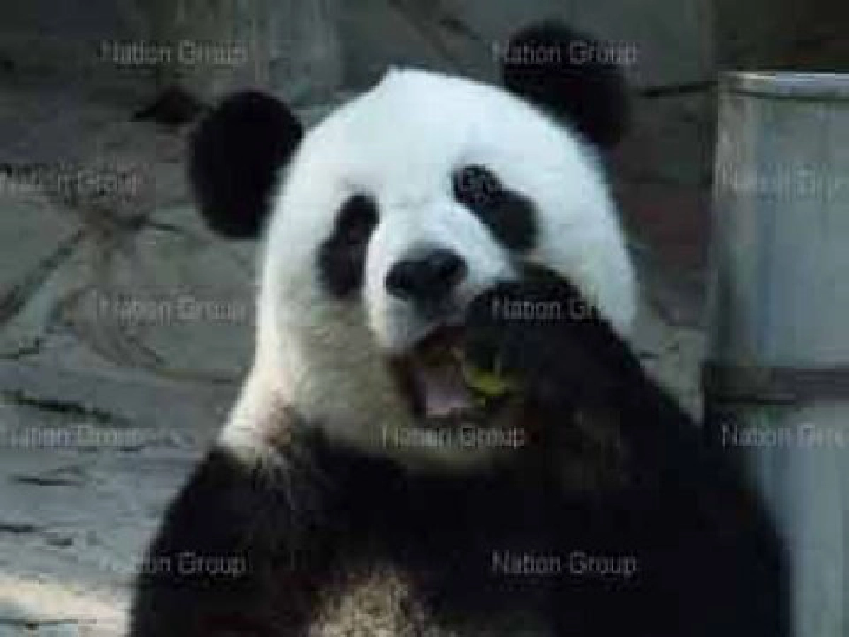 อัลตร้าซาวน์แพนด้าลุ้นสูงตรวจพบการขยับในมดลูก อัลตร้าซาวน์แพนด้าลุ้นสูงตรวจพบการขยับในมดลูก