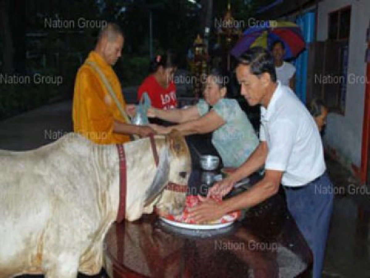 วัวแสนรู้กินข้าวก้นบาตร-น้ำอัดลมเดินตามพระบิณฑบาต วัวแสนรู้กินข้าวก้นบาตร-น้ำอัดลมเดินตามพระบิณฑบาต