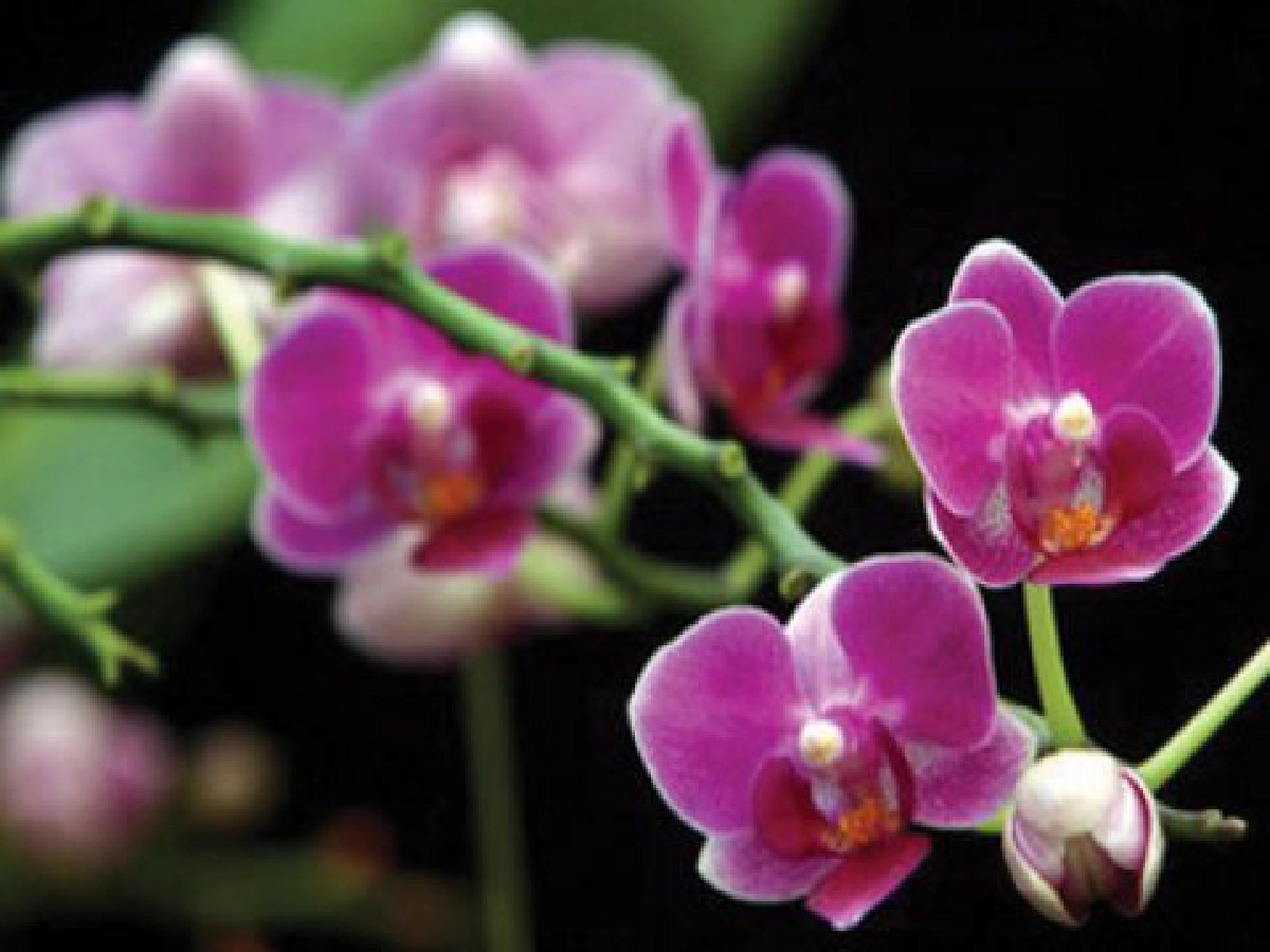 ประวัตชีวิตกับกล้วยไม้ของฉัน (จบ)
ประวัตชีวิตกับกล้วยไม้ของฉัน (จบ)