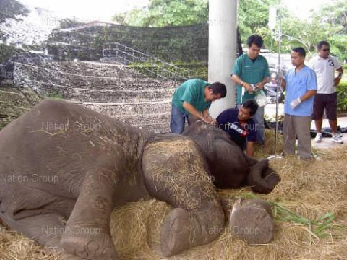 ราชินีพระราชทานสัตวแพทย์ช่วยพังกำไล ราชินีพระราชทานสัตวแพทย์ช่วยพังกำไล