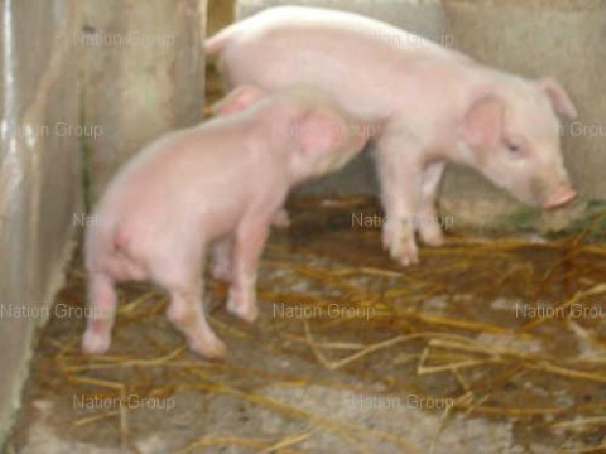 "ฮือฮา"พบลูกหมูอายุ3วันมีอวัยวะ2เพศ