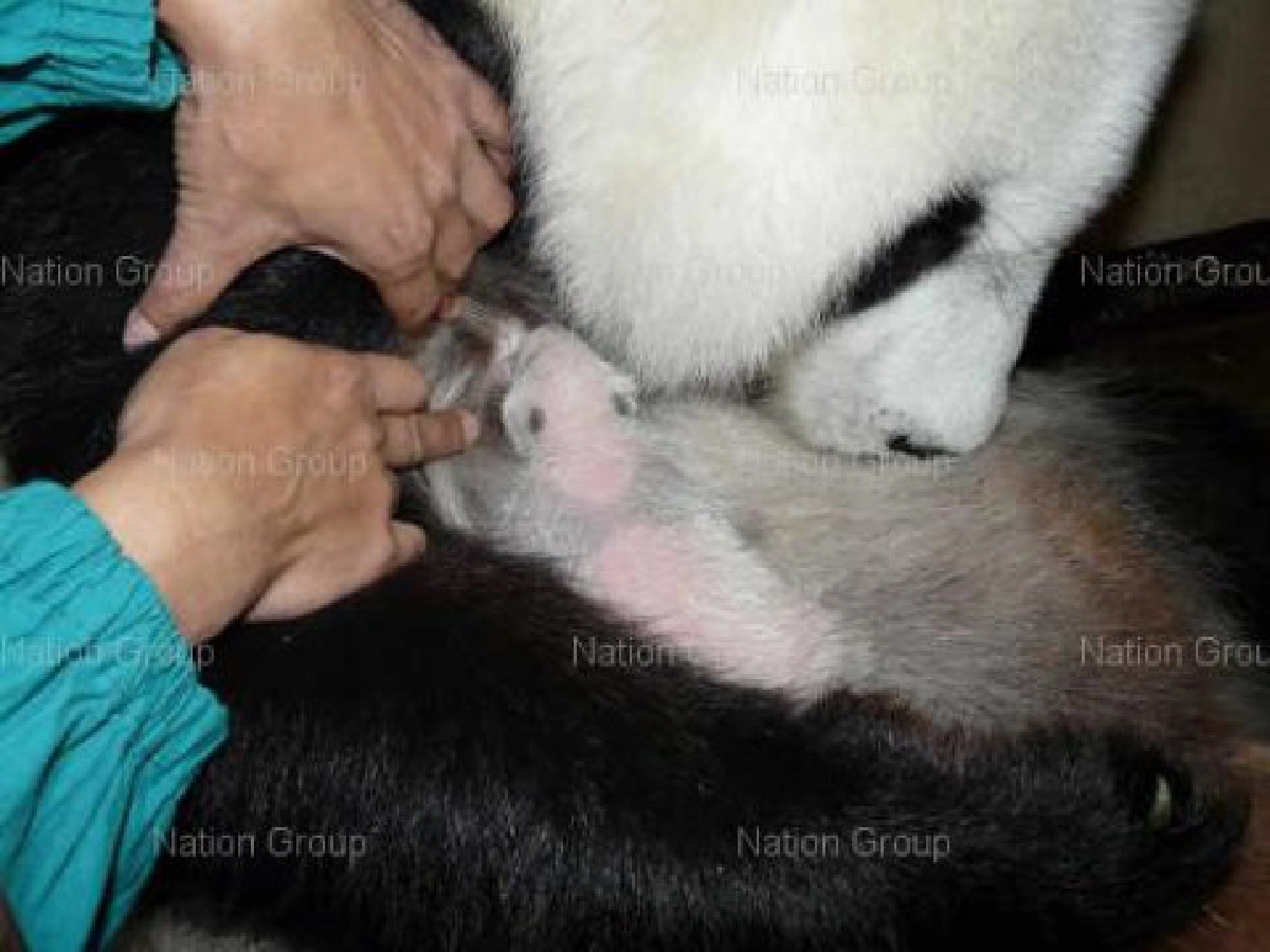 แพนด้าน้อยหลุดมือแม่ร่วงพื้นดีไม่มีแผล แพนด้าน้อยหลุดมือแม่ร่วงพื้นดีไม่มีแผล