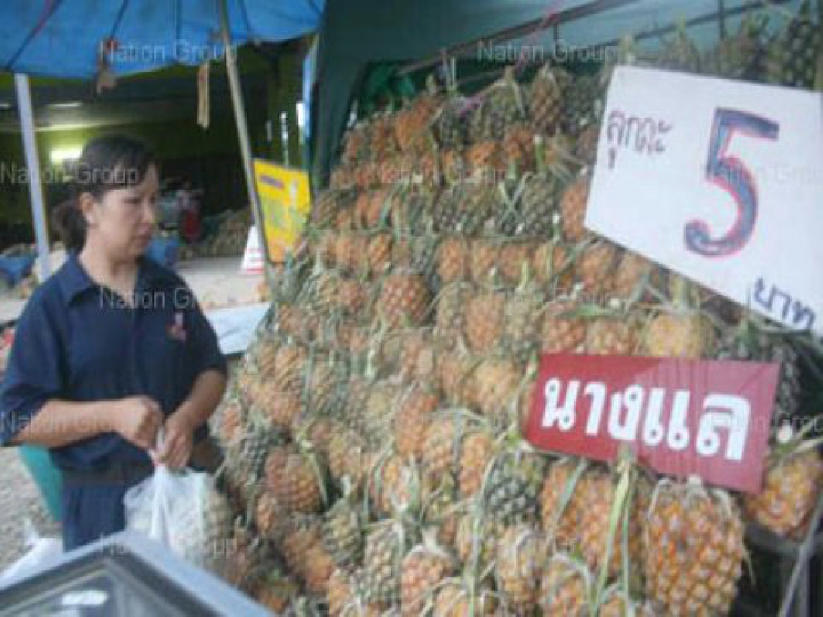 โครงการท่องเที่ยวเชิงเกษตร อบต.นางแล
ชวนชิม "สับปะรดนางแล" อร่อย-ไร้สารพิษ โครงการท่องเที่ยวเชิงเกษตร อบต.นางแล
ชวนชิม "สับปะรดนางแล" อร่อย-ไร้สารพิษ