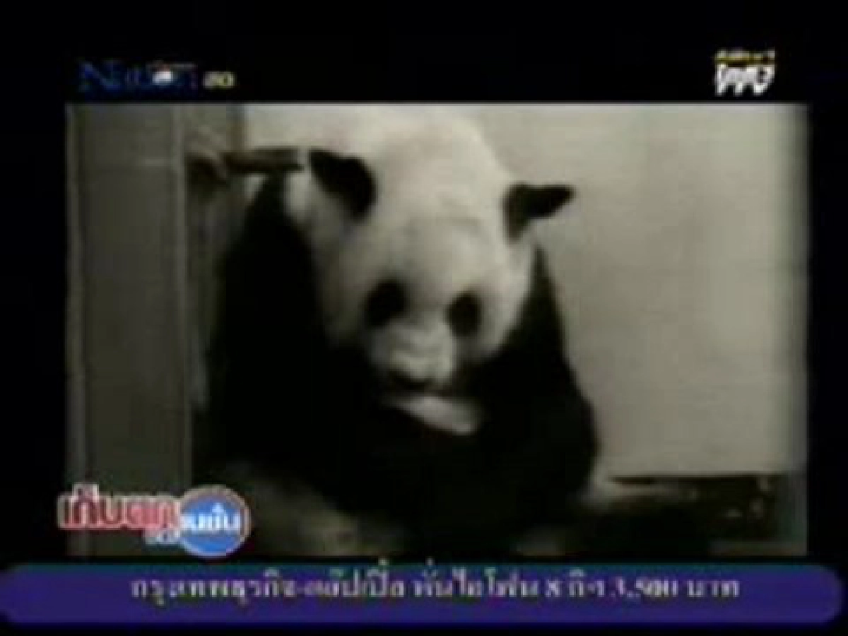 สวนสัตว์รับขวัญแพนด้าน้อยครบครึ่งเดือน