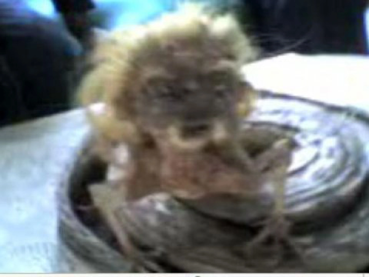 จับพิรุธคลิป"งูหัวคน"พระดังชี้ภาพแข็งไร้ชีวิต