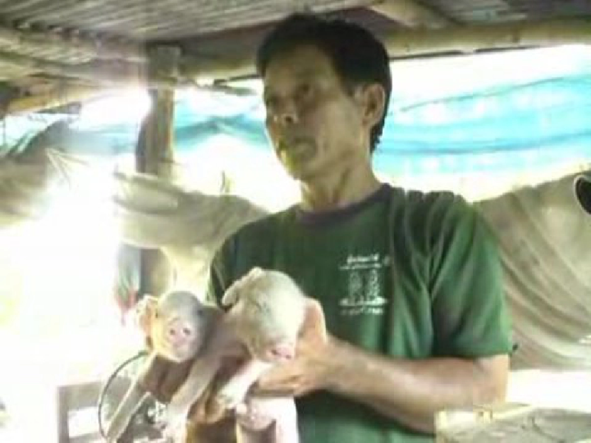 พิษณุโลกพบลูกหมูแฝดสยามมีสองหัว6ขา พิษณุโลกพบลูกหมูแฝดสยามมีสองหัว6ขา