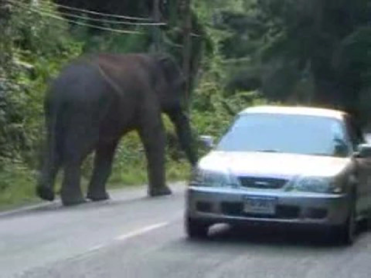 นาทีระทึกช้างป่าละอูวอนอย่าให้อาหารช้าง