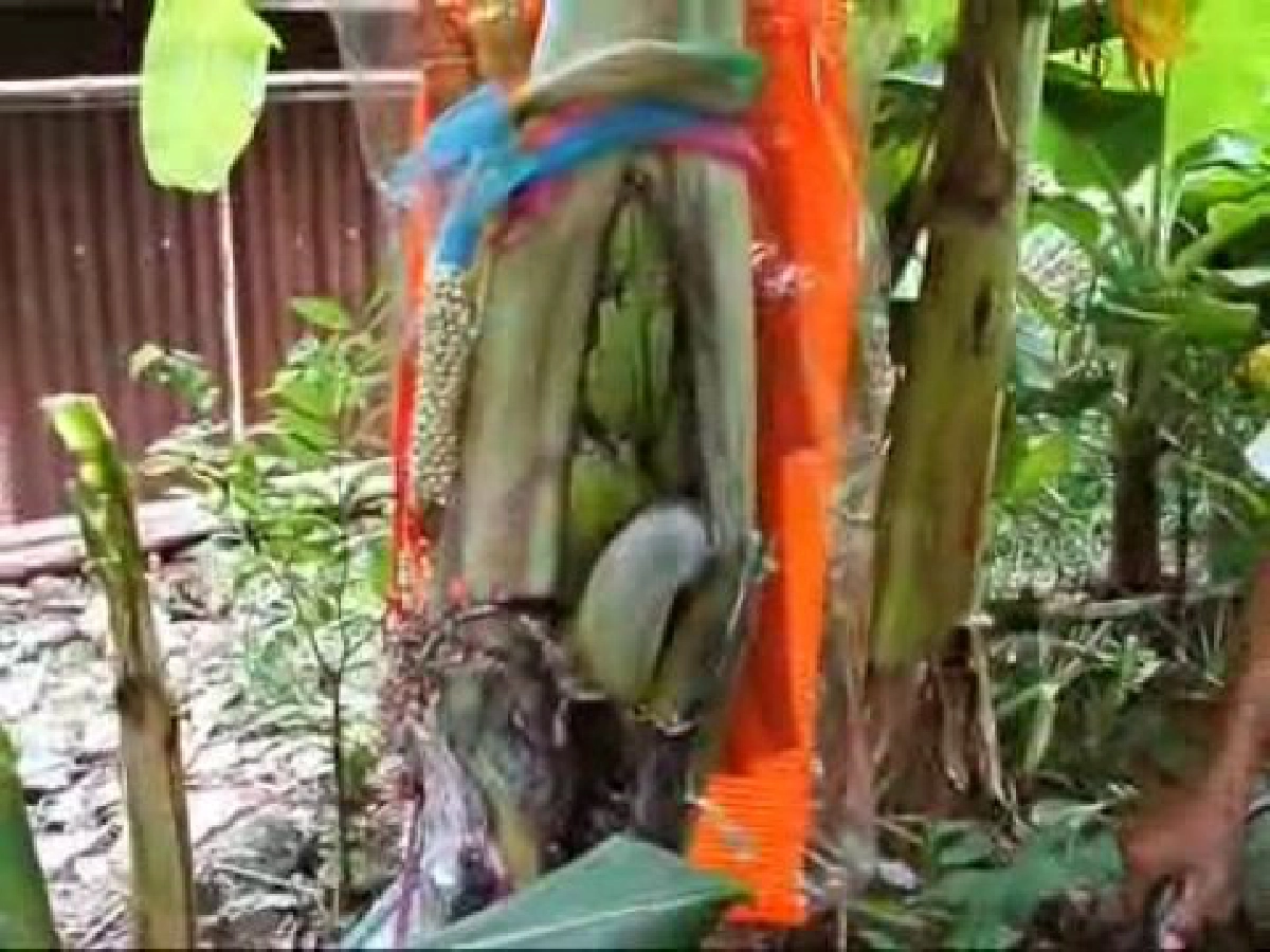 แห่ขอหวยต้นกล้วยตั้งท้องออกลูกเหมือนคน แห่ขอหวยต้นกล้วยตั้งท้องออกลูกเหมือนคน