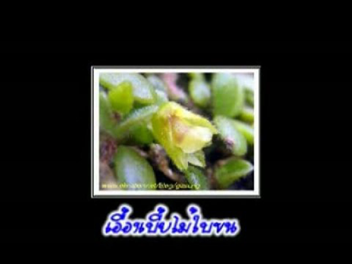 ดอกฟ้าในป่าใหญ่ตอนเอื้องเบี้ยไม้ใบขน