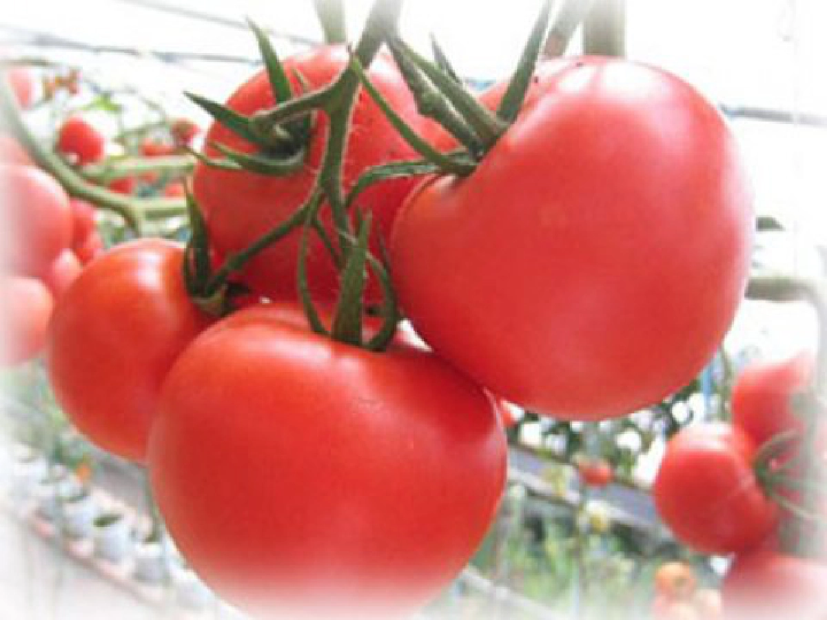 สครับมะเขือเทศ