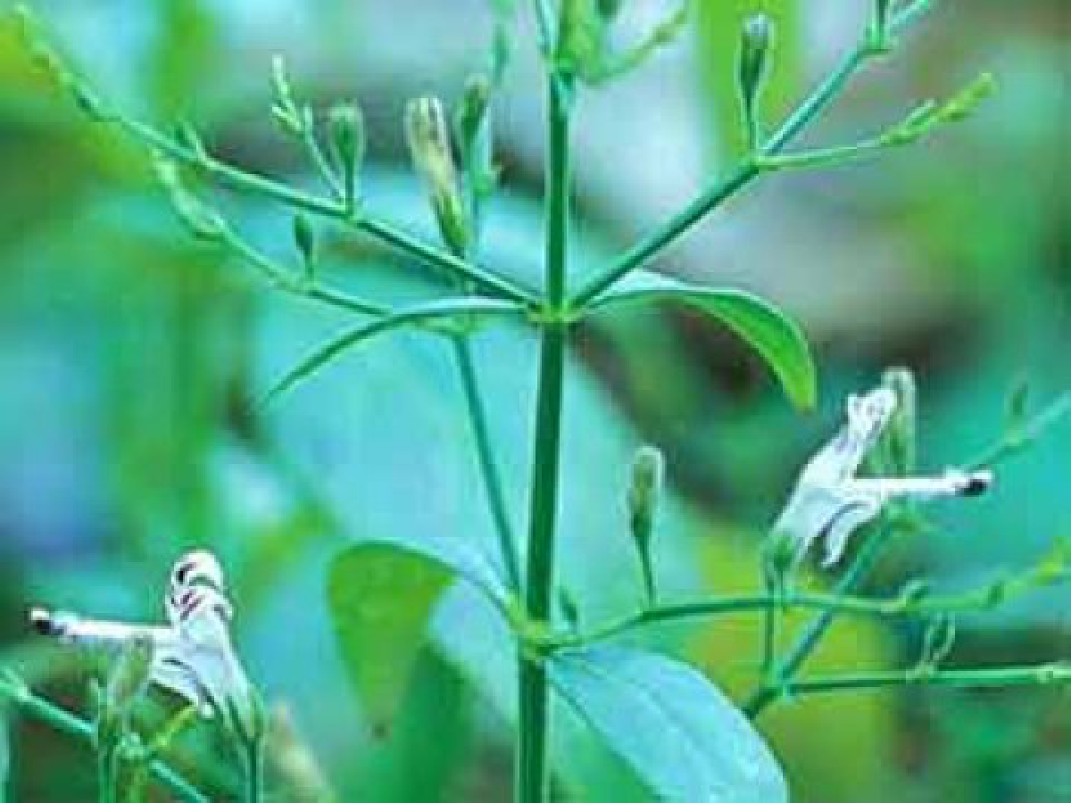 ร้านน้ำชานครศรีธรรมราชเสิร์ฟฟ้าทะลายหวัดแทน