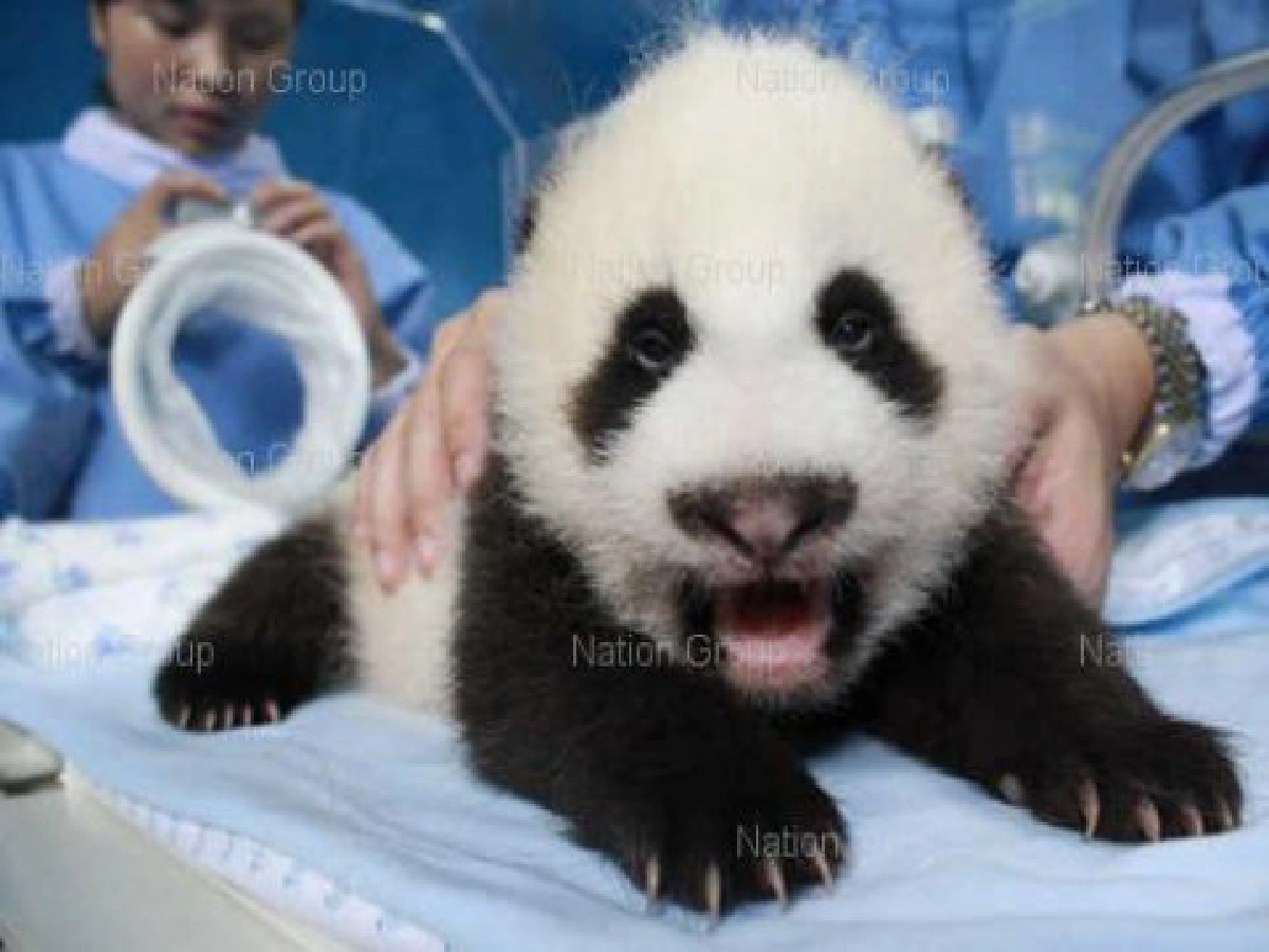 นักท่องเที่ยวเฮ"แพนด้าน้อย"โชว์อีก6สค. นักท่องเที่ยวเฮ"แพนด้าน้อย"โชว์อีก6สค.