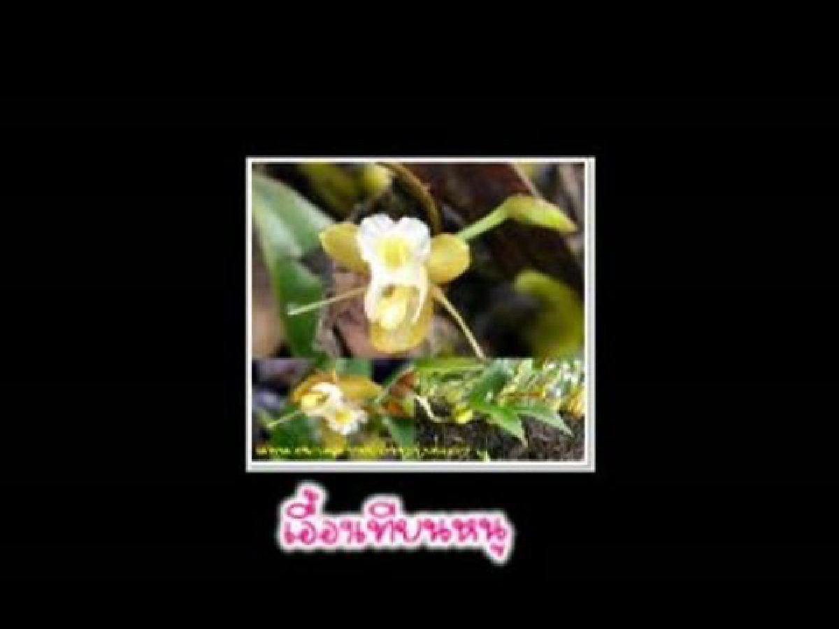 ดอกฟ้าในป่าใหญ่ตอนเอื้องเทียนหนู
