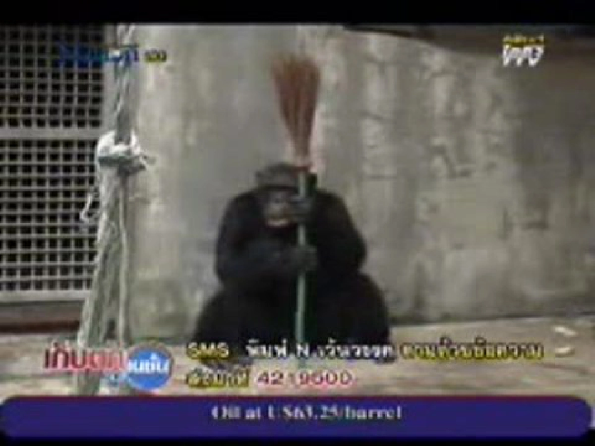 ลิงฉลาด"กวาดพื้น - ฉีดน้ำเอง
