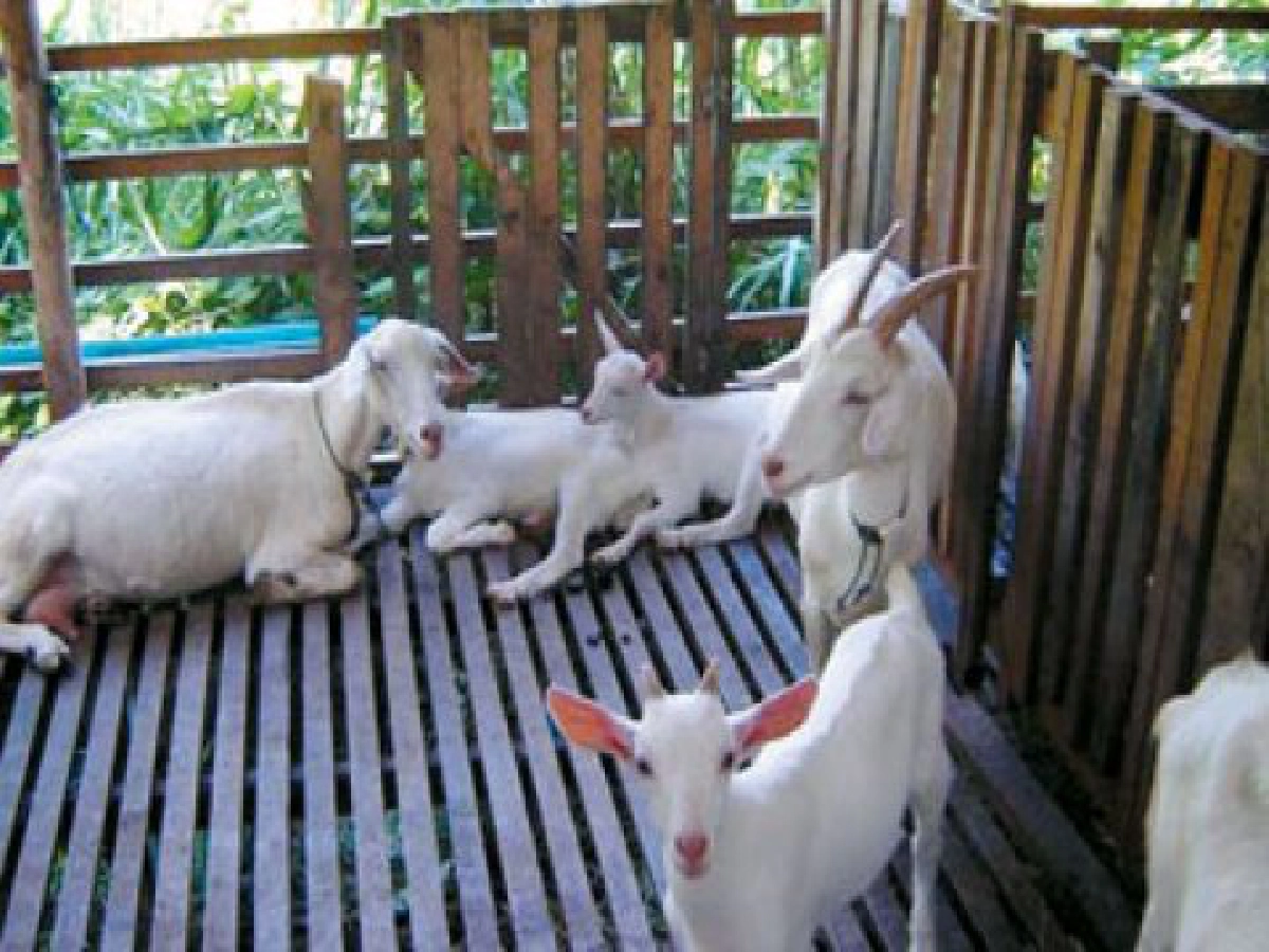 ล่องสุดใต้แดนสยามสู่เมืองแพะเนรมิต "รามัน" เป็นจุดศูนย์กลาง