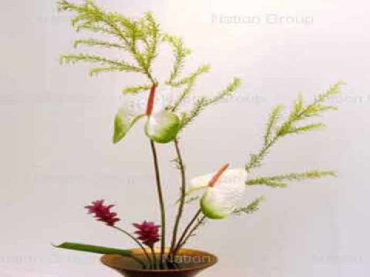 กรุ่นกลิ่น"ดอกปทุมมา"ทิวลิปแห่งเมืองสยาม กรุ่นกลิ่น"ดอกปทุมมา"ทิวลิปแห่งเมืองสยาม