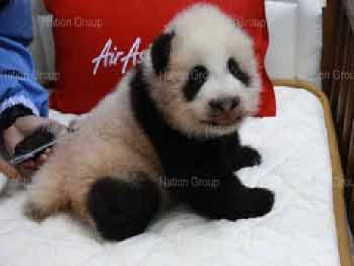 "น้องปลายฟ้า"จ่ายภาษี5หมื่นจากเงินรางวัลโหวตชื่อหลินปิง