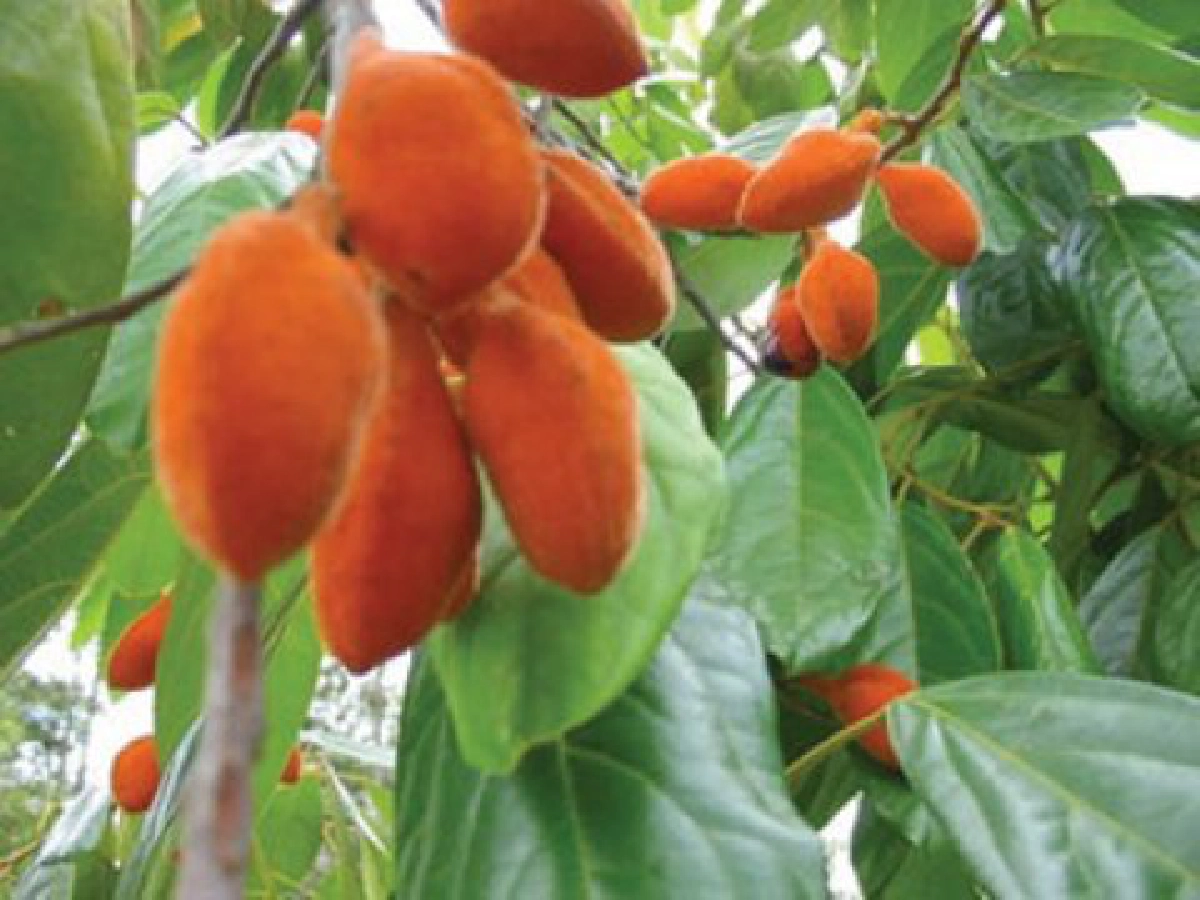  "คำรอก"เนื้อไม้แก้กระษัย 