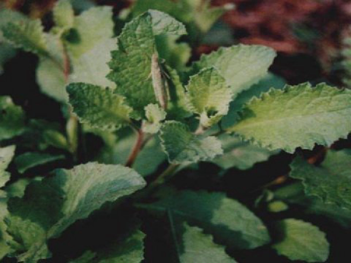 "หนาดดอย" ยอด-ใบเป็นยา
"หนาดดอย" ยอด-ใบเป็นยา