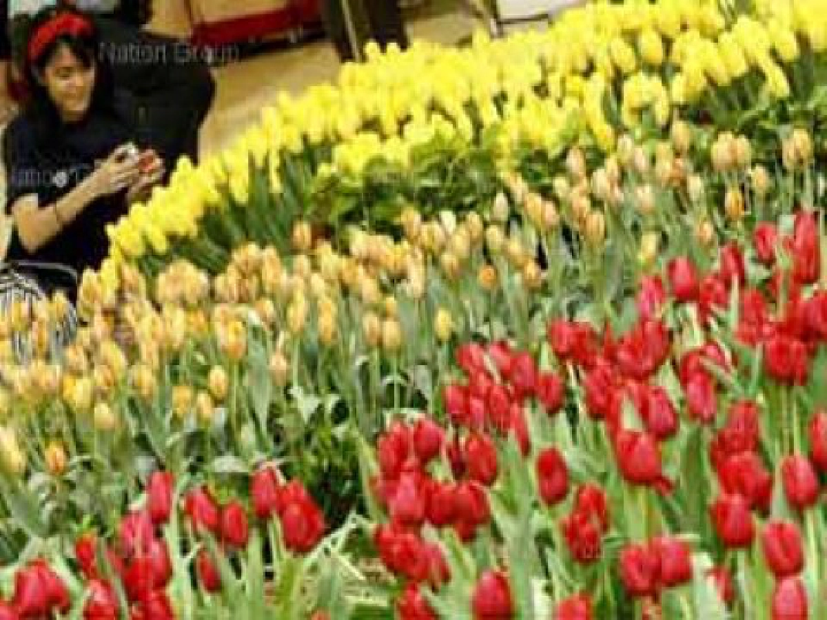 ในหลวงพระราชทานชื่อKing Bhumibolดอกทิวลิป ในหลวงพระราชทานชื่อKing Bhumibolดอกทิวลิป