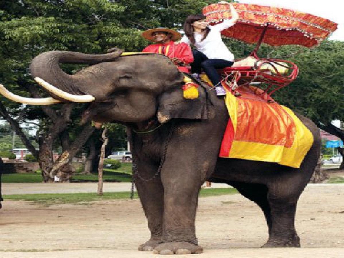 ปล่อยชีวิตชีวา"กบ"สุวนันท์พาท่องอยุธยา ปล่อยชีวิตชีวา"กบ"สุวนันท์พาท่องอยุธยา