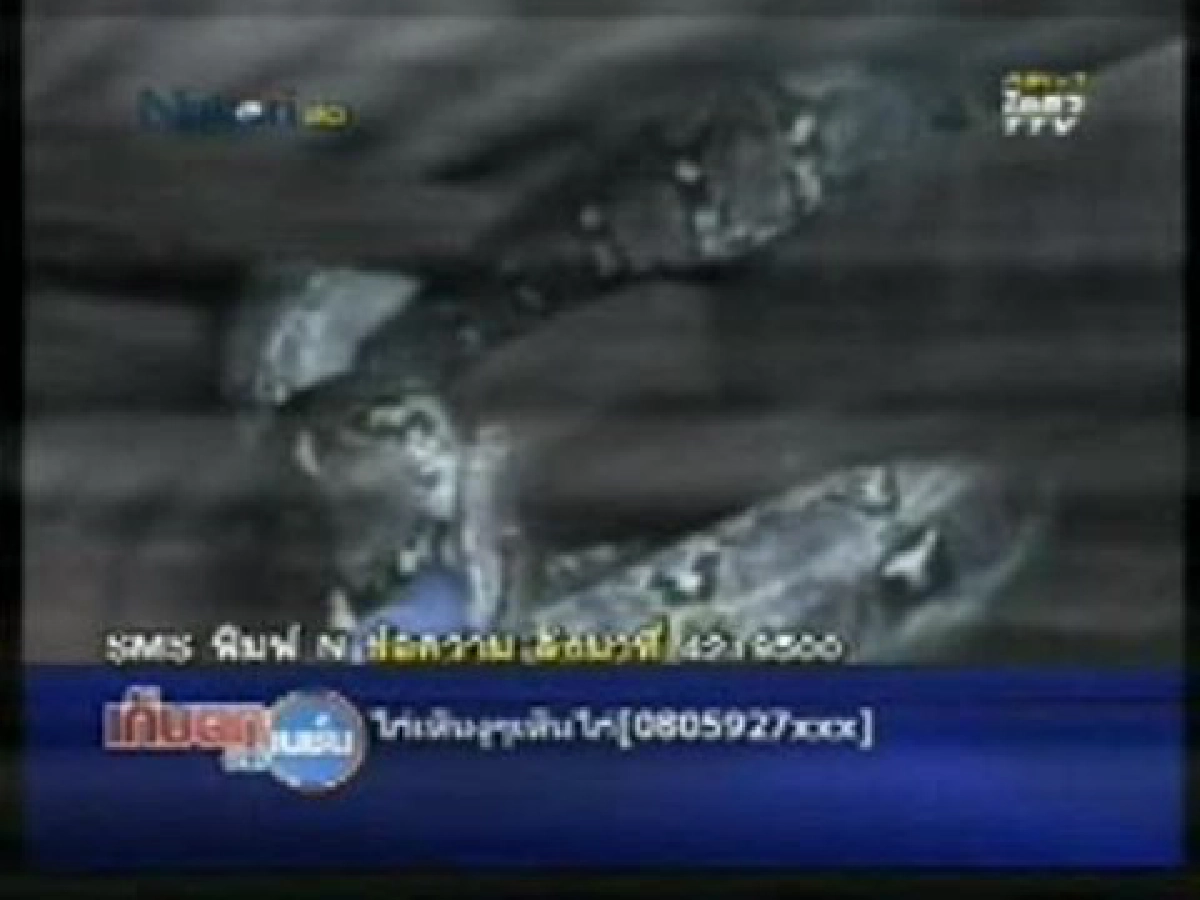 "งูเหลือม"เลื้อยบนคานในห้องนอน