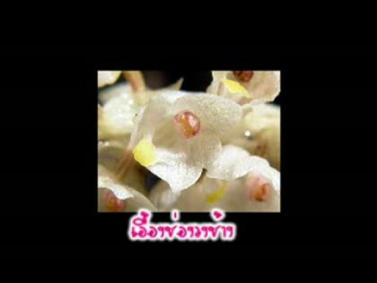 รายการดอกฟ้าในป่าใหญ่ตอนเอื้องช่องวงช้าง
