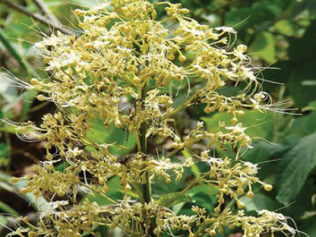 "ยาบขี้ไก่ "ดอกดก  