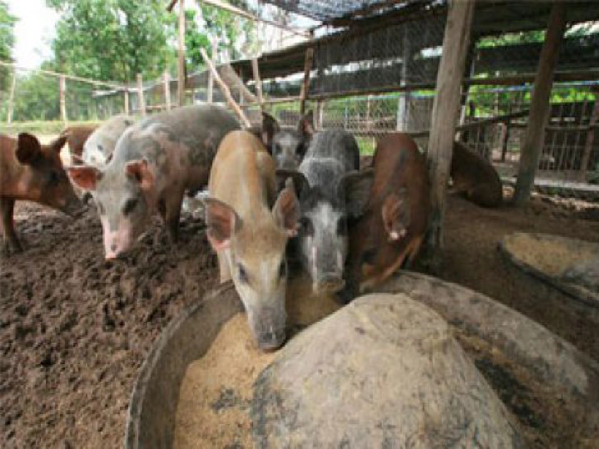 ภูสิงห์ขุมทรัพย์เกษตรกรอีสาน