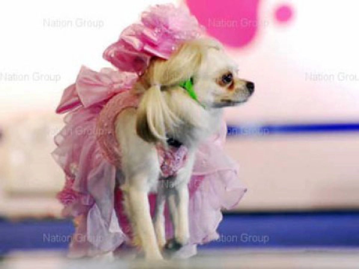 รู้ทันกฏหมาย - เรื่องหมาๆ

