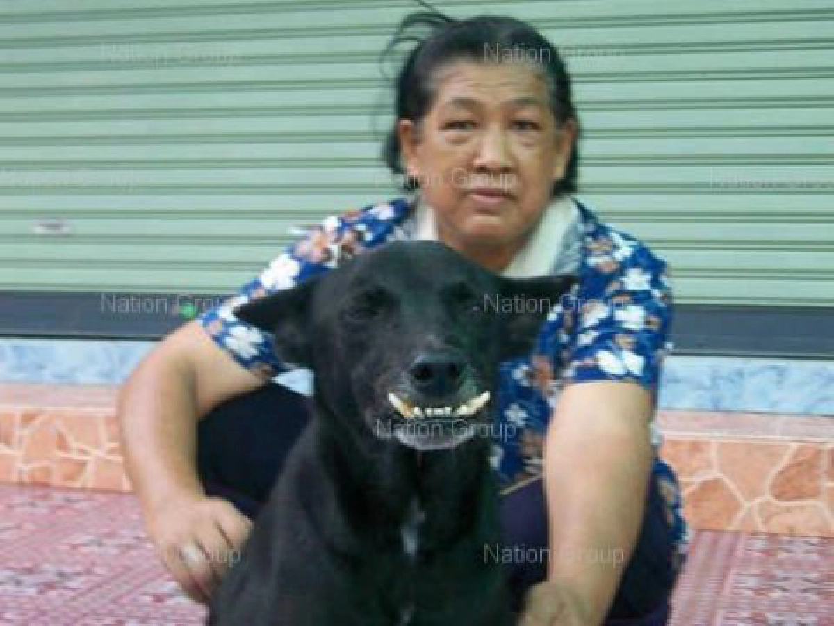 พบหมาประหลาดฟันคล้ายยักษ์ยื่นออกมานอกปาก พบหมาประหลาดฟันคล้ายยักษ์ยื่นออกมานอกปาก