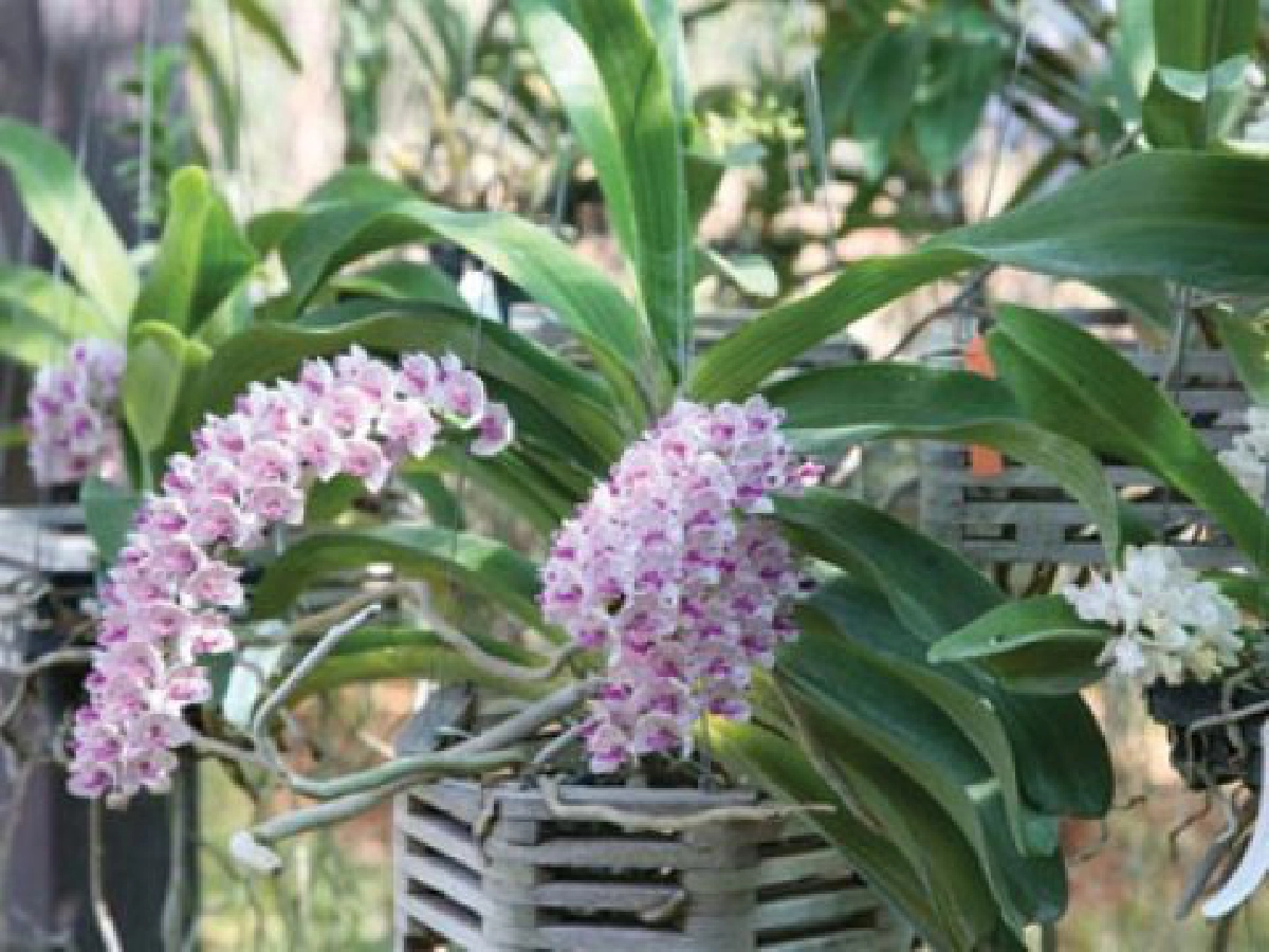 เข้าป่าหากล้วยไม้ครั้งแรกในชีวิต (17)
