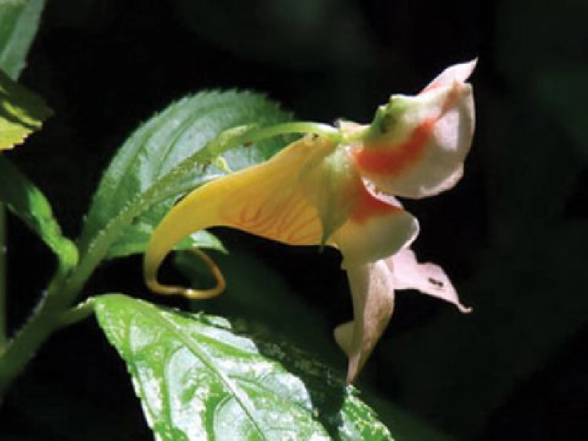 "เทียนธารา"ไม้ป่าดอกงาม

