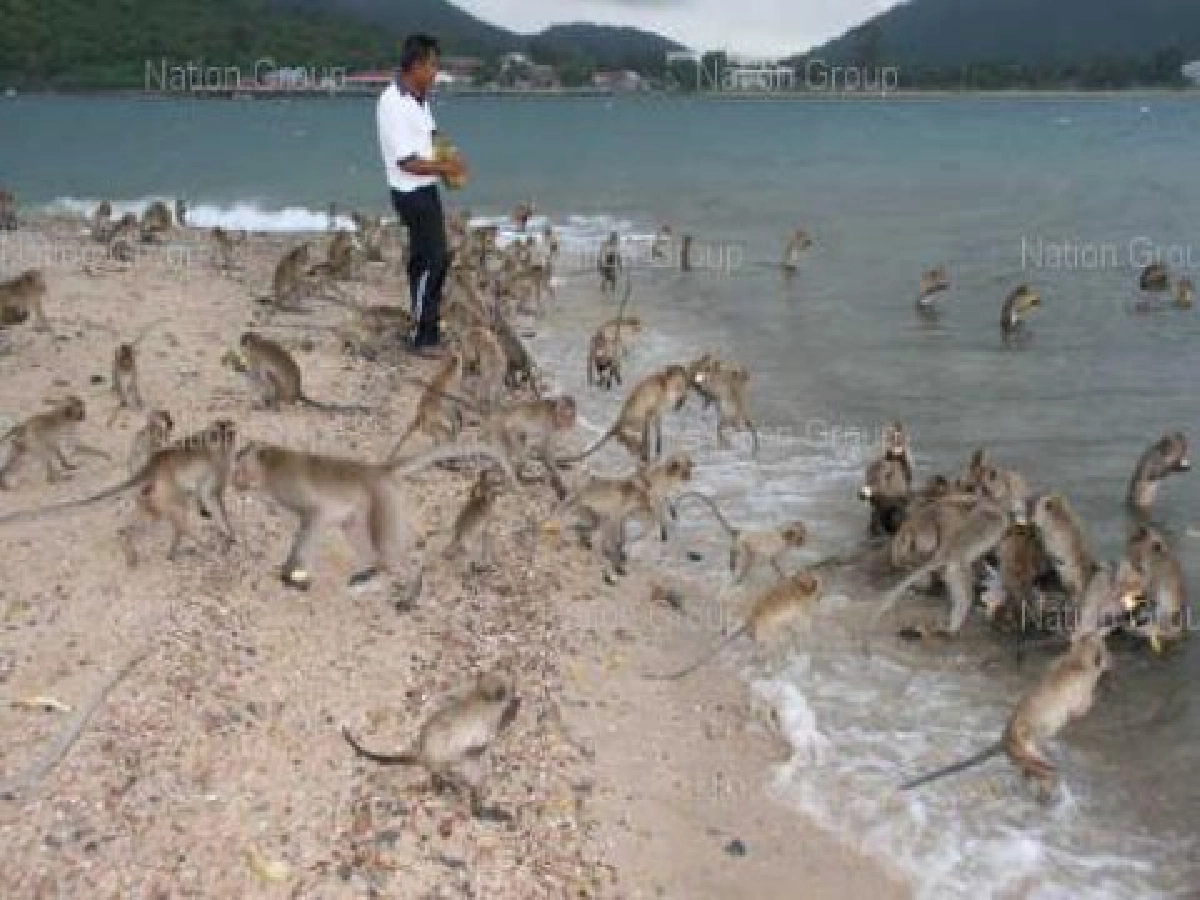 ลิงแสมบนเกาะเป็ดหิวหาปลาในทะเลกิน ลิงแสมบนเกาะเป็ดหิวหาปลาในทะเลกิน