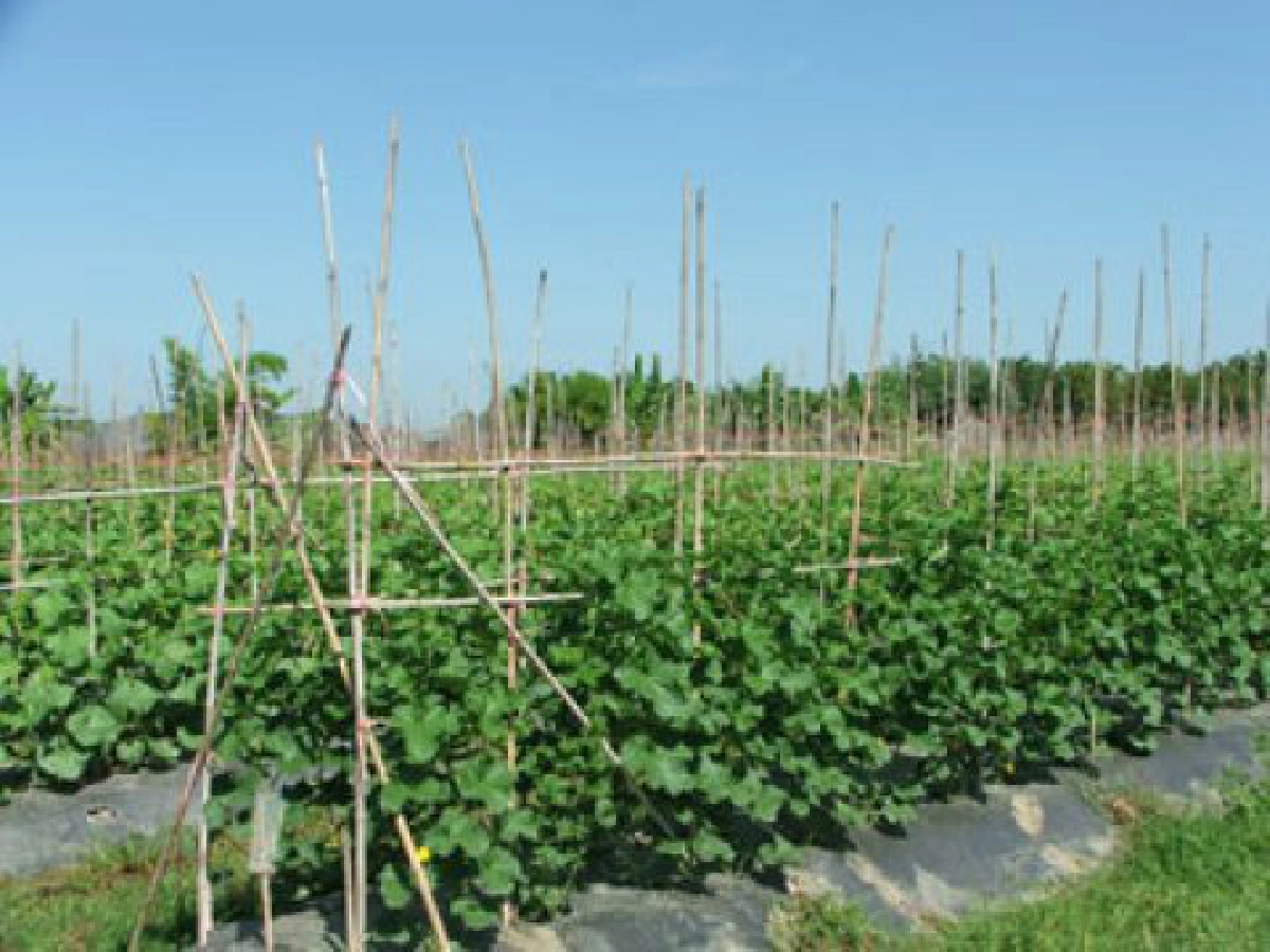 ชมชิม"เมล่อน"หลากสายพันธุ์จาก"สวนวาสนา" 