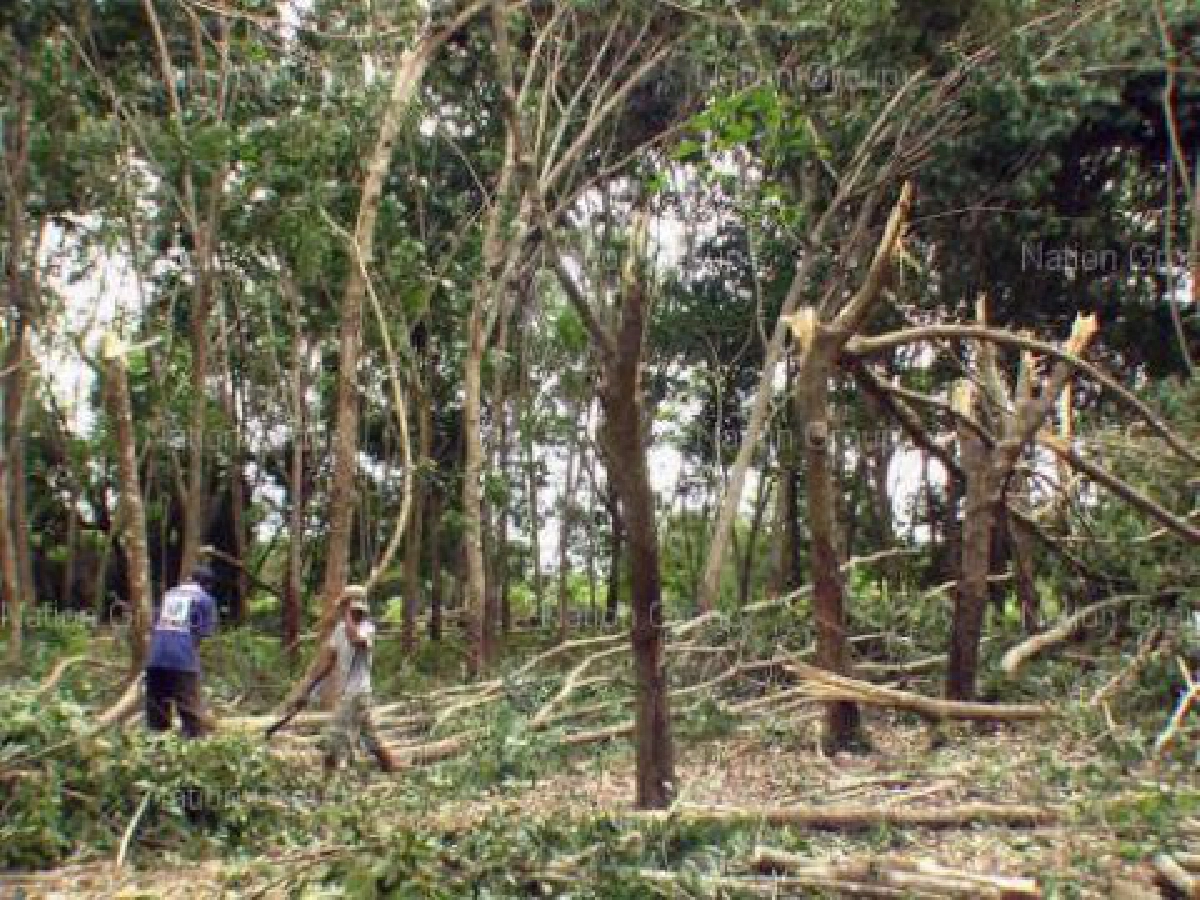 ใช้เทคโนโลยี"ริมโฟลว์"ในสวนยางทางเลือก-ทางรวยของเกษตรกร ใช้เทคโนโลยี"ริมโฟลว์"ในสวนยางทางเลือก-ทางรวยของเกษตรกร