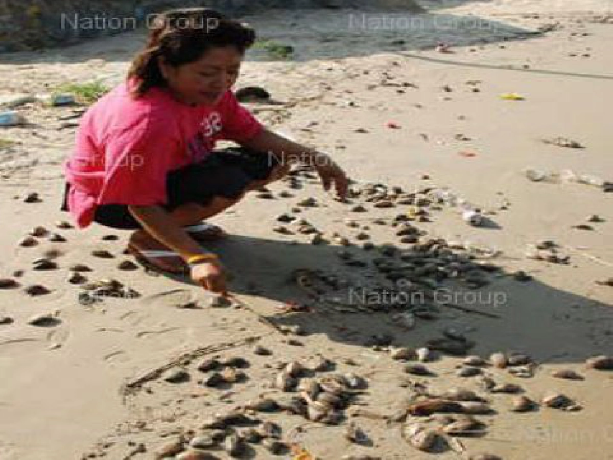 พบทากทะเลนับหมื่นเกยชาดหาดประจวบฯตาย