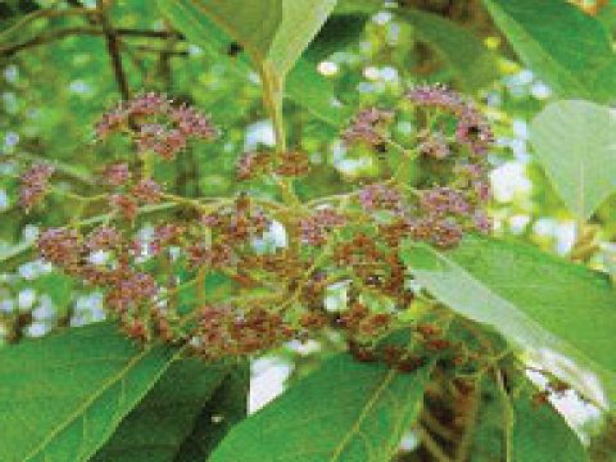 "ช้าแป้น" เปลือกรักษาอัมพาต
"ช้าแป้น" เปลือกรักษาอัมพาต