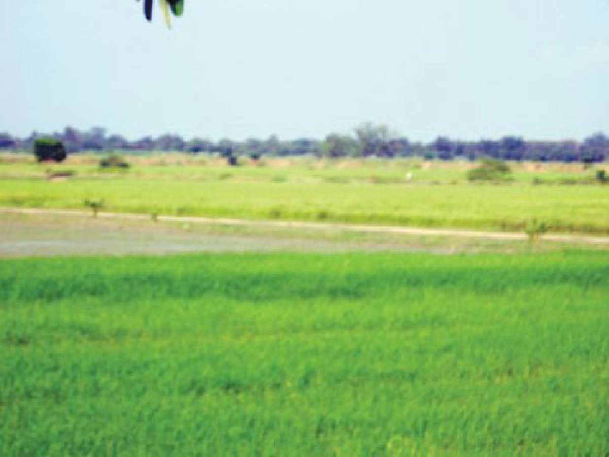 ข้าวปลอดสาร "หอม (ดำ) สุโขทัย"
ฝีมือนักวิจัย "สมเดช อิ่มมาก"

