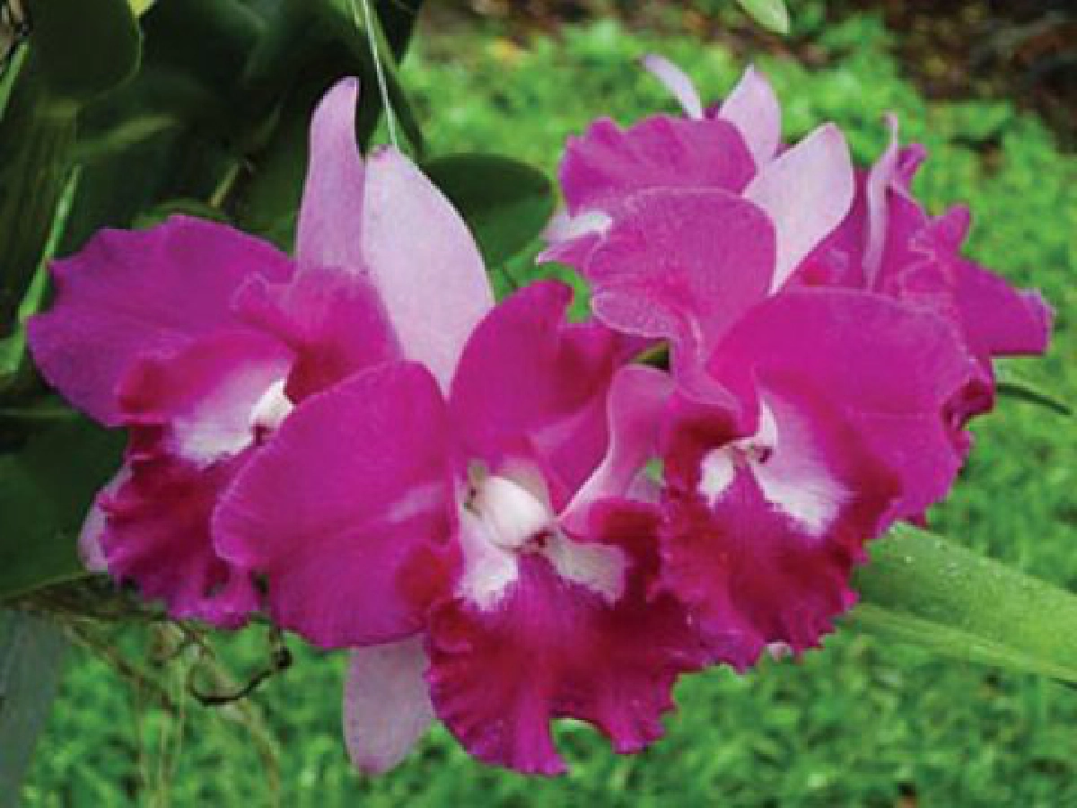 เหตุใดฉันจึงรักกล้วยไม้ (2)